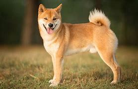 Image result for Japanese Shiba Dog