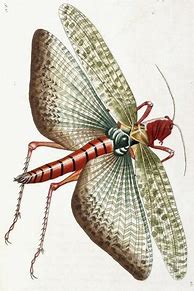 Image result for Locust Icon