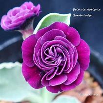 Primula auricula Sarah Lodge に対する画像結果