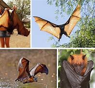 Image result for Largest Flying Fox Bat