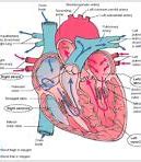Image result for Common Cardiovascular System Diseases
