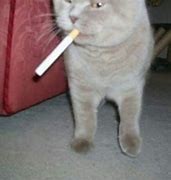 Image result for Cat Smoking Meme