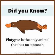 Image result for Clip Art of Did You Know with Animals