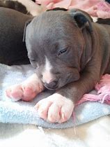 Image result for Baby Pitbull Sleeping