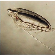 Afbeeldingsresultaten voor "calanoides Acutus". Grootte: 183 x 185. Bron: www.researchgate.net