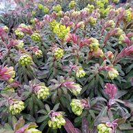 Image result for Euphorbia Charam ® (REDWING)