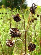 Image result for Milkweed Plant Seed Pods