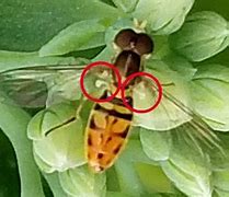 Image result for Flies Marked Like Bees
