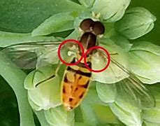 Image result for Bugs That Look Like a Bee and a Fly