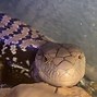 Image result for A Giant Lizard