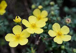 Billedresultat for Potentilla fruticosa Elizabeth