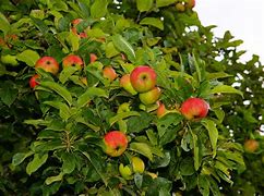 Image result for Healthy Apple Tree