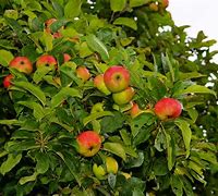 Image result for Tropical Fruit Trees Apple
