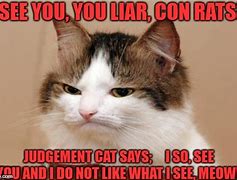 Image result for You Liar Cat Meme