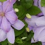 Image result for Clematis Mrs Cholmondeley