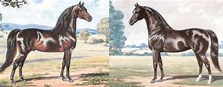 Image result for Morgan Horse Conformation