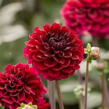 Billedresultat for Dahlia Marcel Daussault