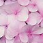 Image result for Cute Pastel Flowers