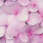 Image result for Cute Pastel Spring Backgrounds