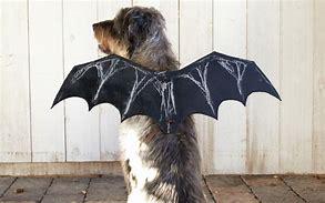 Image result for Bat Pet Costume