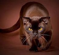 Image result for Havana Brown Cat Meme