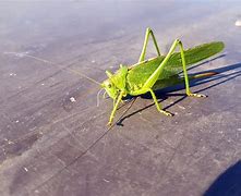 Image result for Cricket Insect