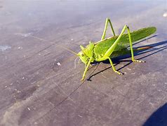 Image result for Cricket Bug Green