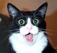 Image result for Excited Animal Face