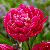 Image result for Paeonia lactiflora Top Brass