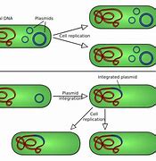 Image result for Plasmid vs Chromosome