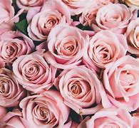Image result for Cute Rose Wallpapers