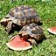 Image result for Eastern Box Turtle Food