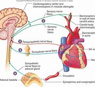 Image result for Baroceptor