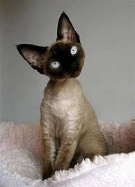 Image result for Weird Cat Breeds