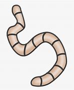 Image result for Worm Real Life Looking Clip Art