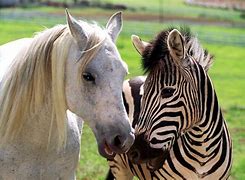 Image result for Stripes Zebra Movie