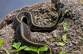 Image result for Pregnant Snake