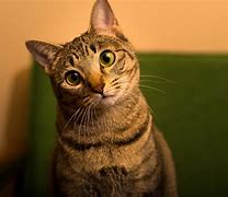 Image result for Dark Brown Tabby Cat with Green Eyes
