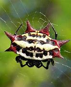 Image result for Red Number 5 with White Spider Web