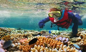 Image result for Whitsunday Island Snorkeling