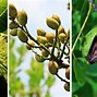 Image result for Different Kinds of Nut Trees