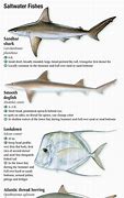 Image result for Chesapeake Bay Fish Species