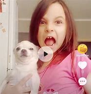 Image result for Chihuahua Meme