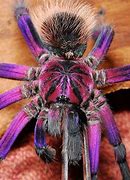 Image result for Pink Bloom Birdeater