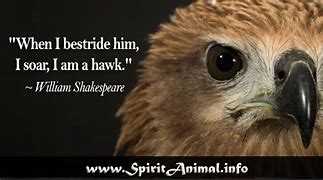 Image result for Quotes About Hawks