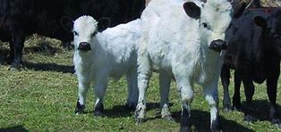 Image result for White Dexter Cattle