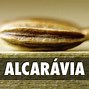 Image result for alcaracea