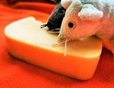 Image result for A Cute Mouse