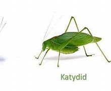 Image result for Katydid vs Grasshopper