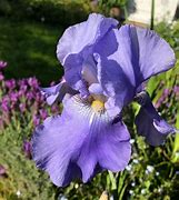 Image result for Iris Jane Philips (Germanica-Group)